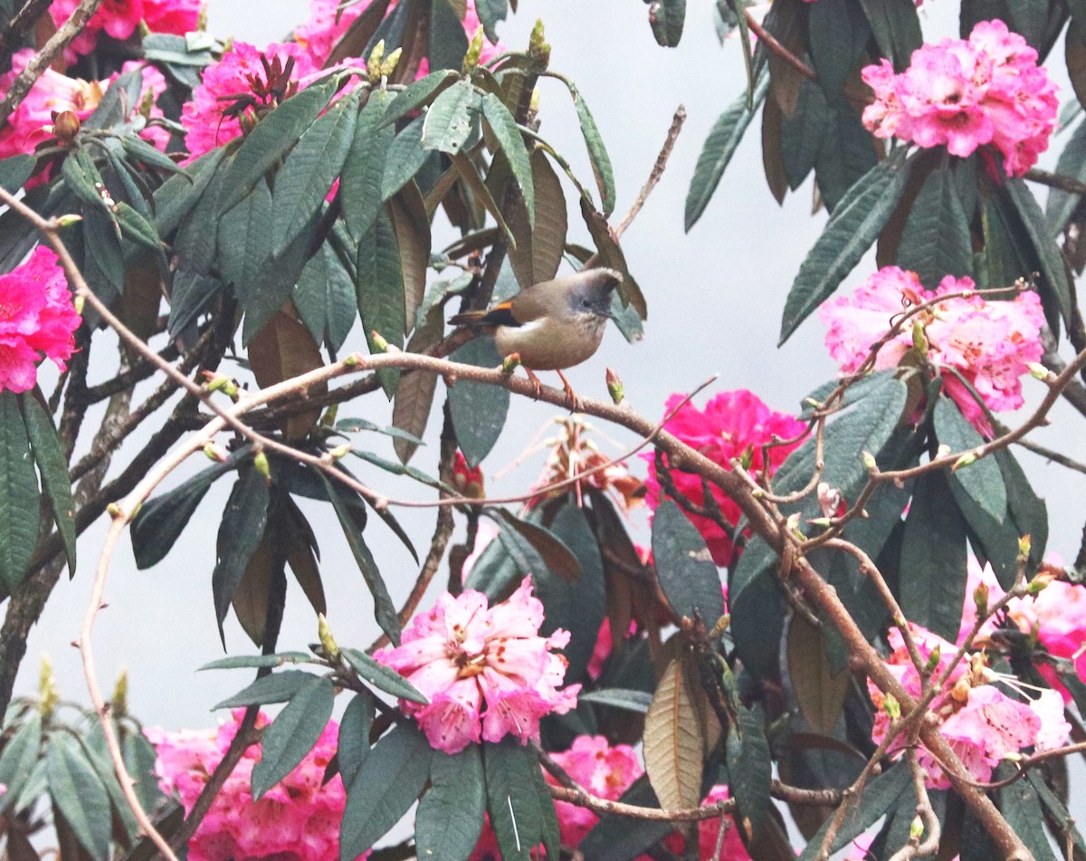 Stripe-throated Yuhina - ML623702048