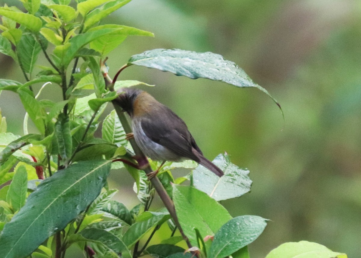 Stripe-throated Yuhina - ML623702054