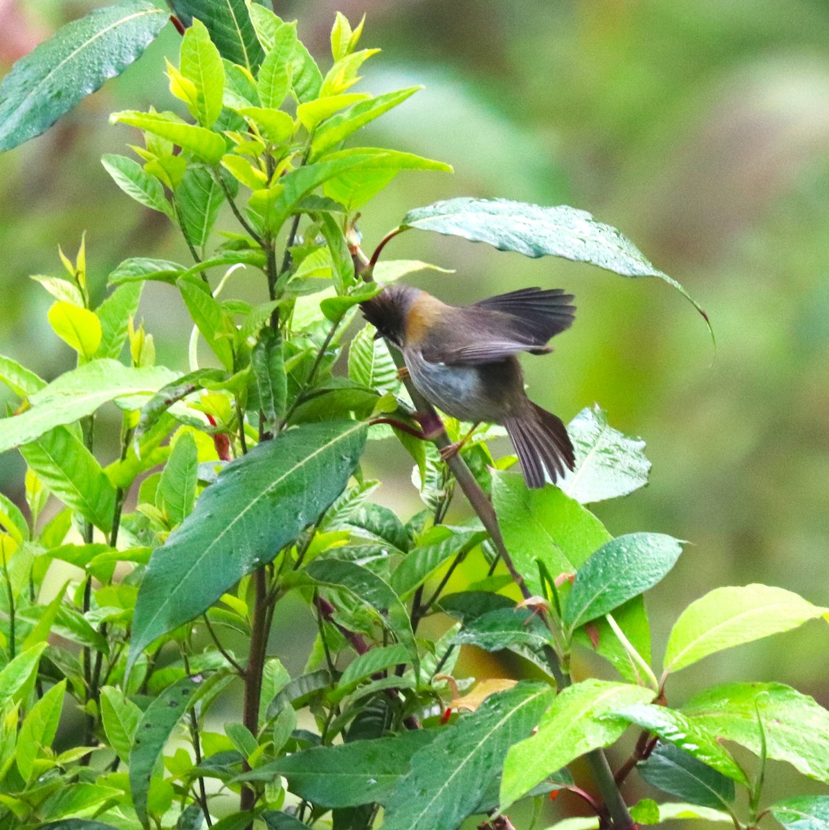 stripestrupeyuhina - ML623702055