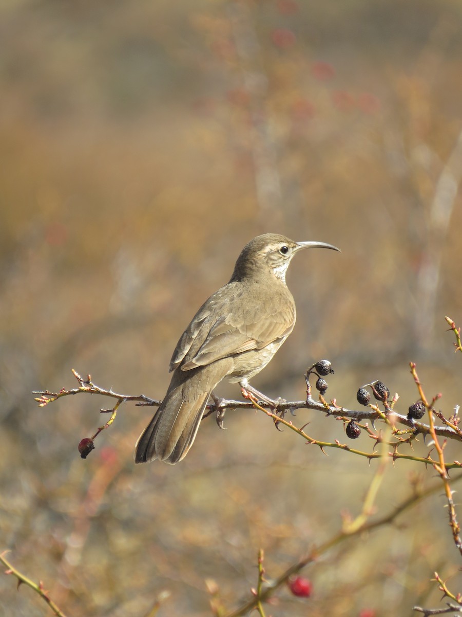 Scale-throated Earthcreeper - ML623702084