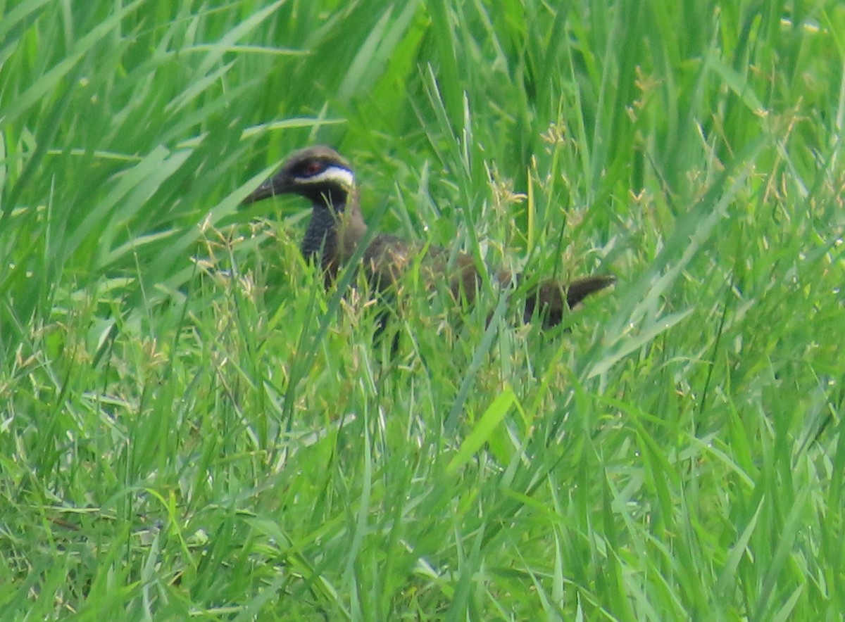 Barred Rail - ML623702087