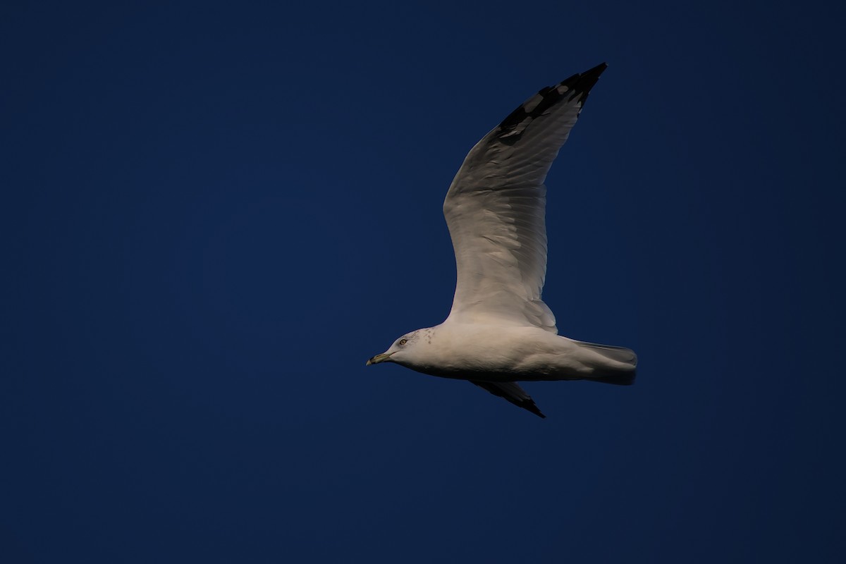 Ring-billed Gull - ML623702124