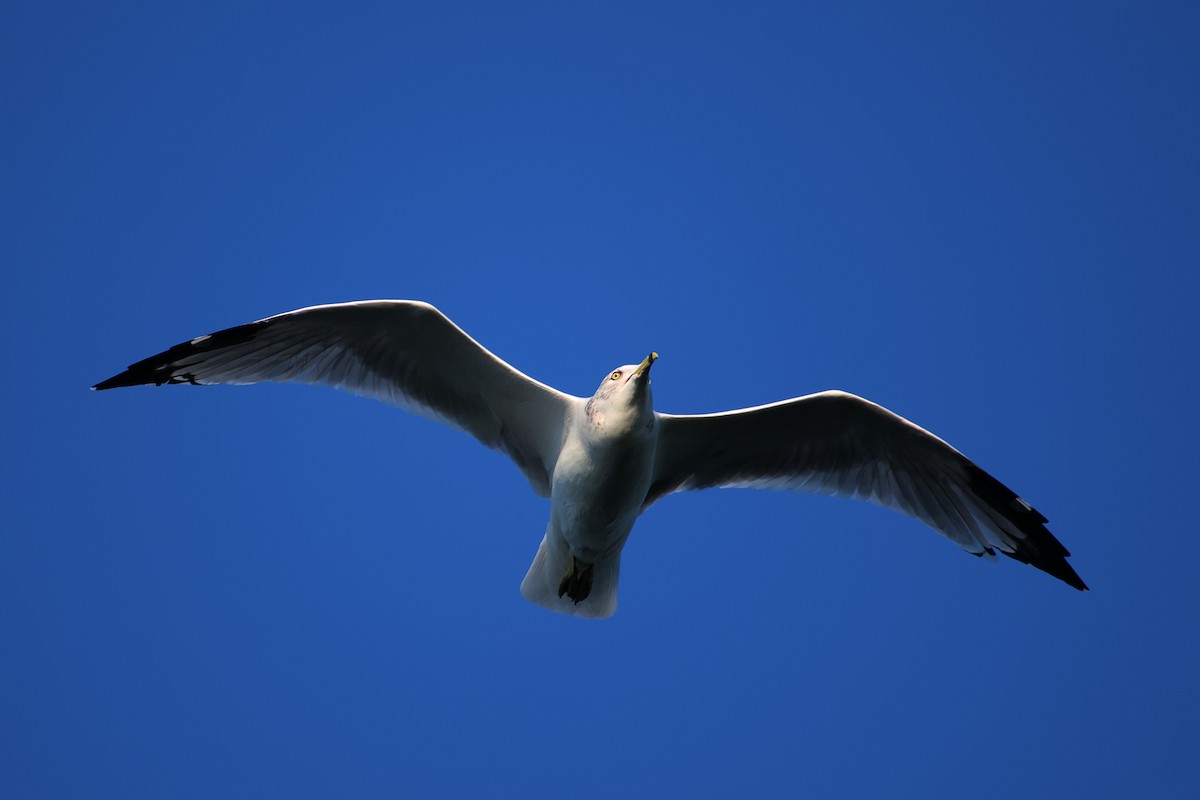 Ring-billed Gull - ML623702125