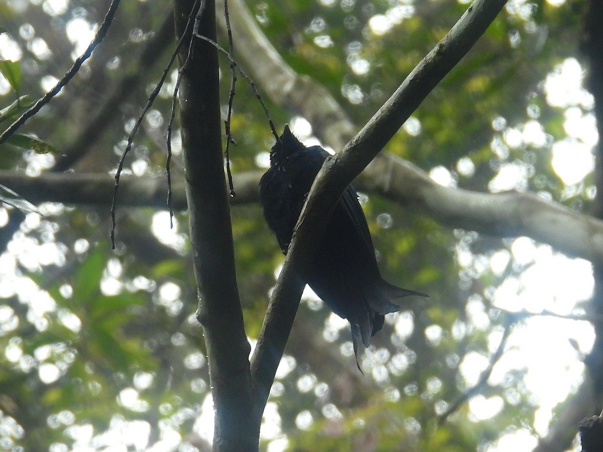 Hair-crested Drongo (Bornean) - ML623702126