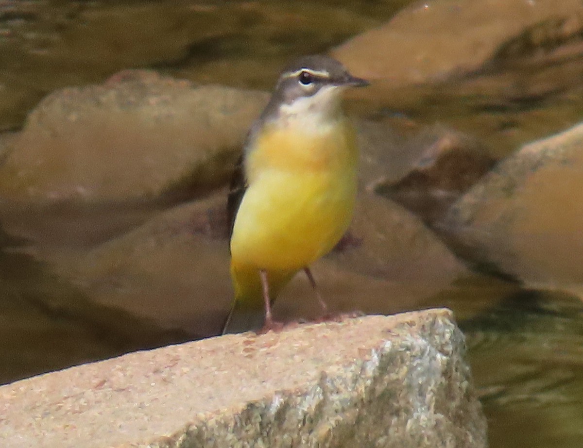 Gray Wagtail - Paul Aston