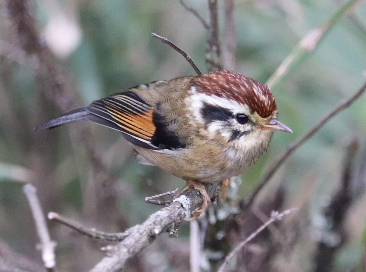 Rufous-winged Fulvetta - ML623702147