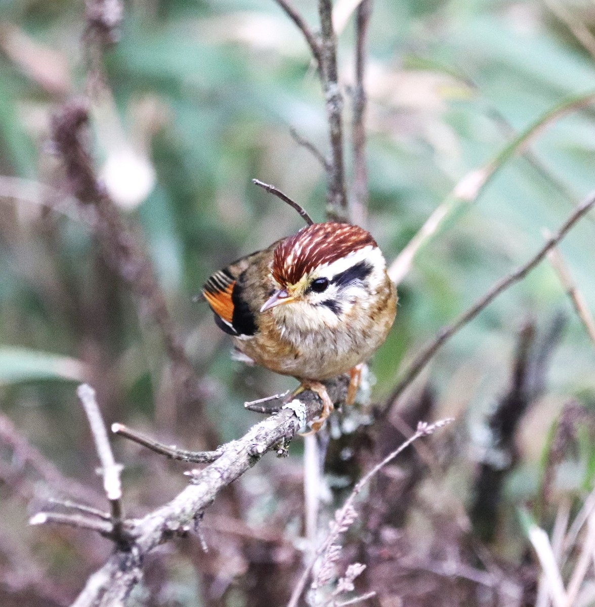 Rufous-winged Fulvetta - ML623702148