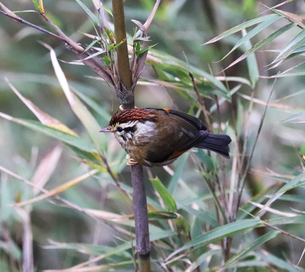 Rufous-winged Fulvetta - ML623702149