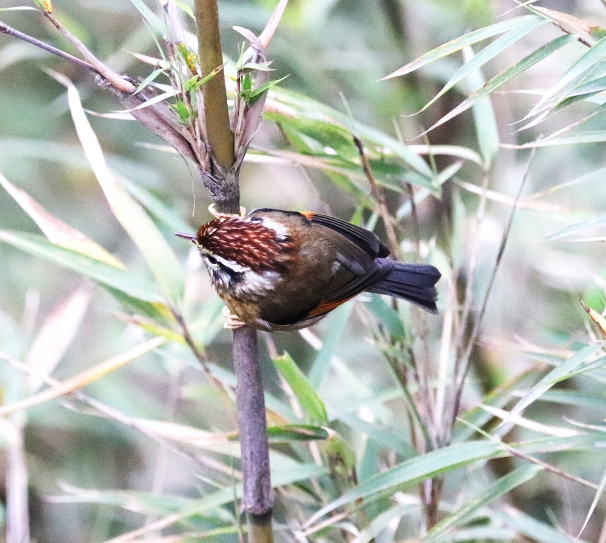 Rufous-winged Fulvetta - ML623702150