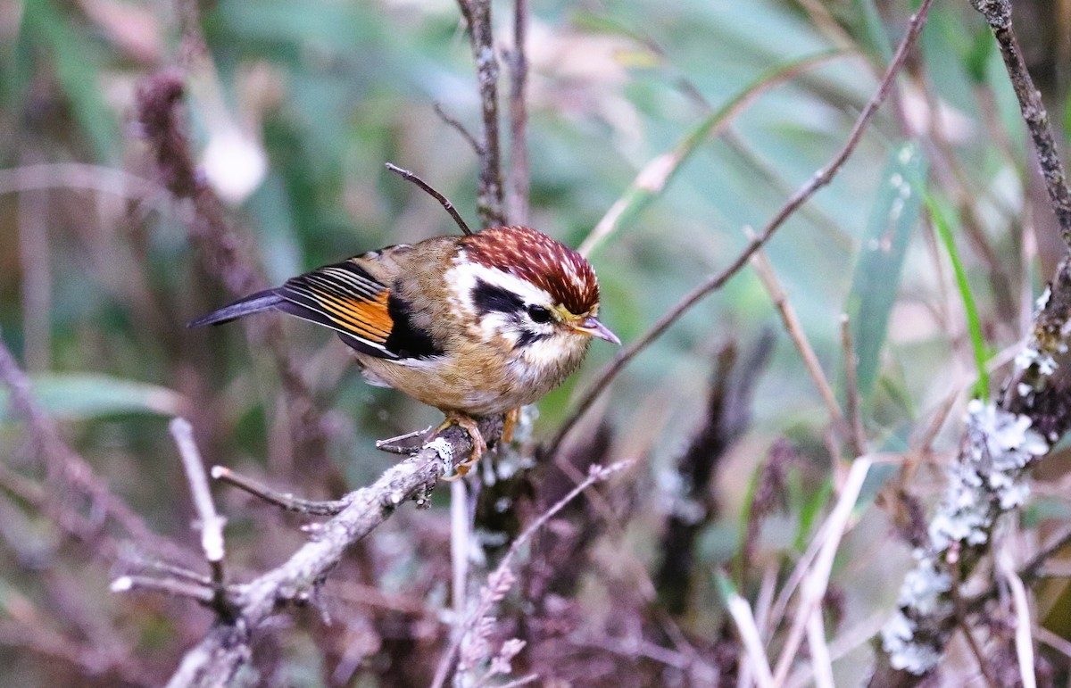 Rufous-winged Fulvetta - ML623702151