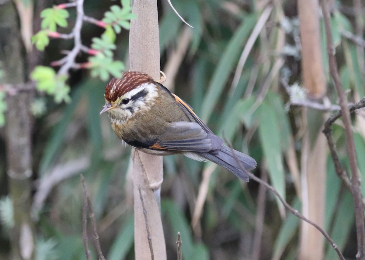 Rufous-winged Fulvetta - ML623702152