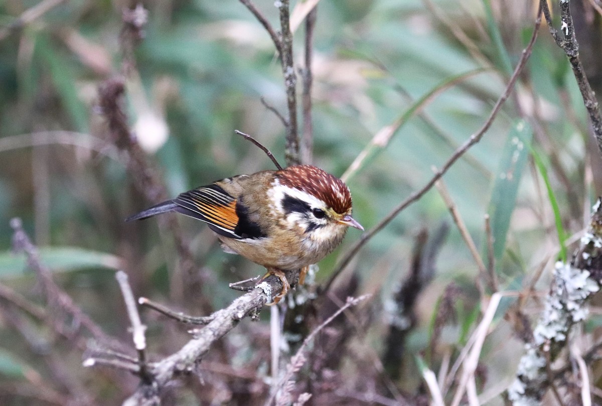 Rufous-winged Fulvetta - ML623702153