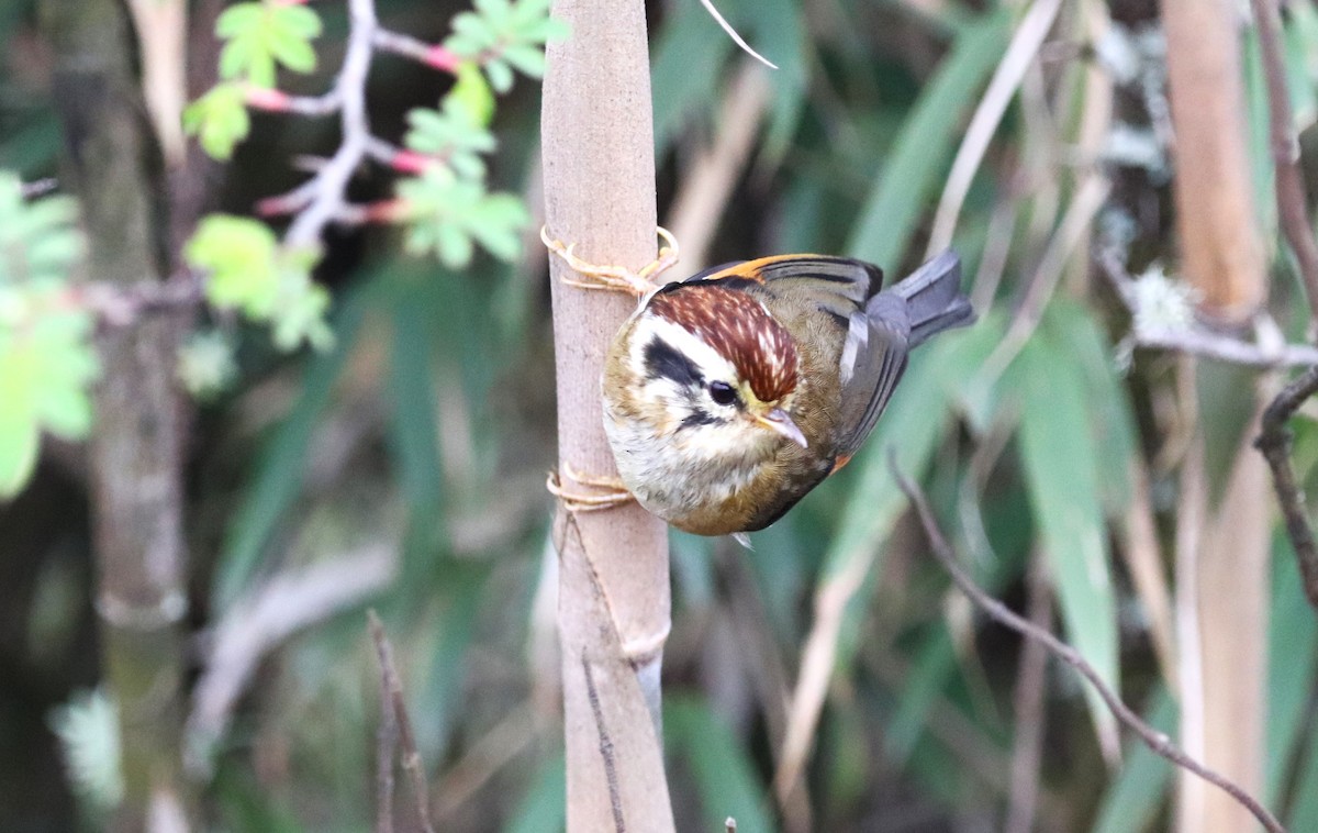 Rufous-winged Fulvetta - ML623702154