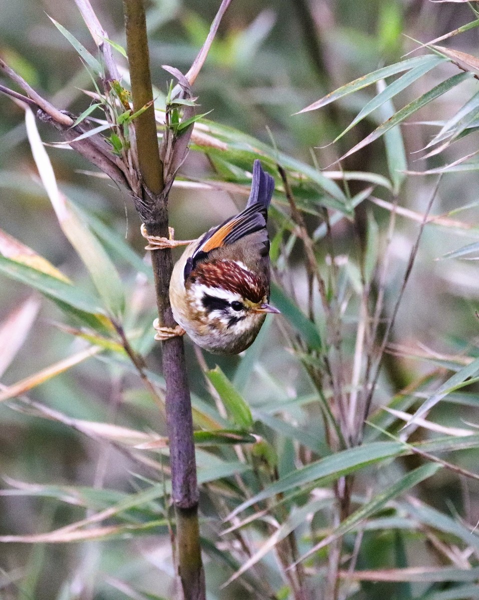 Rufous-winged Fulvetta - ML623702155