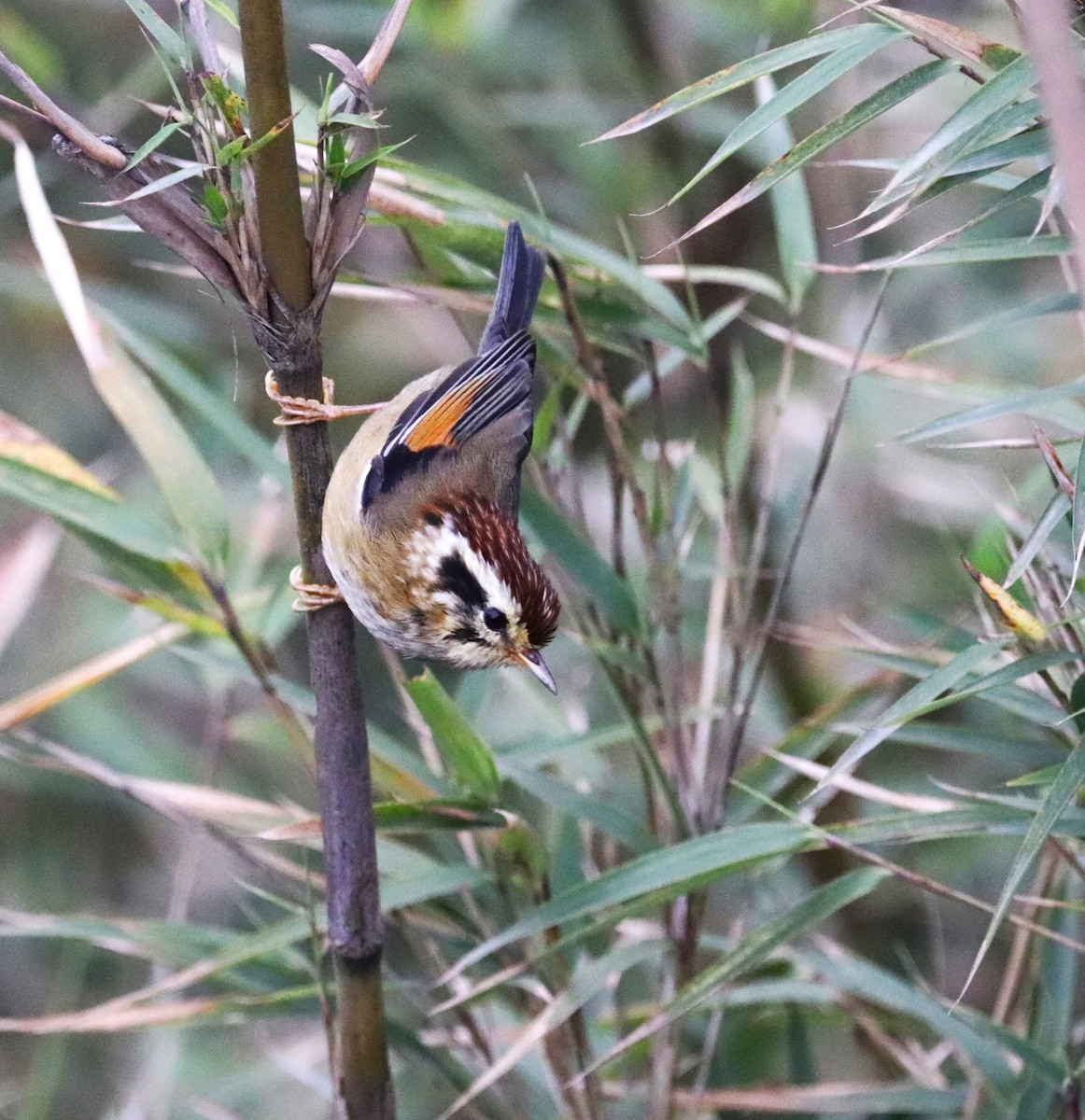 Rufous-winged Fulvetta - ML623702156