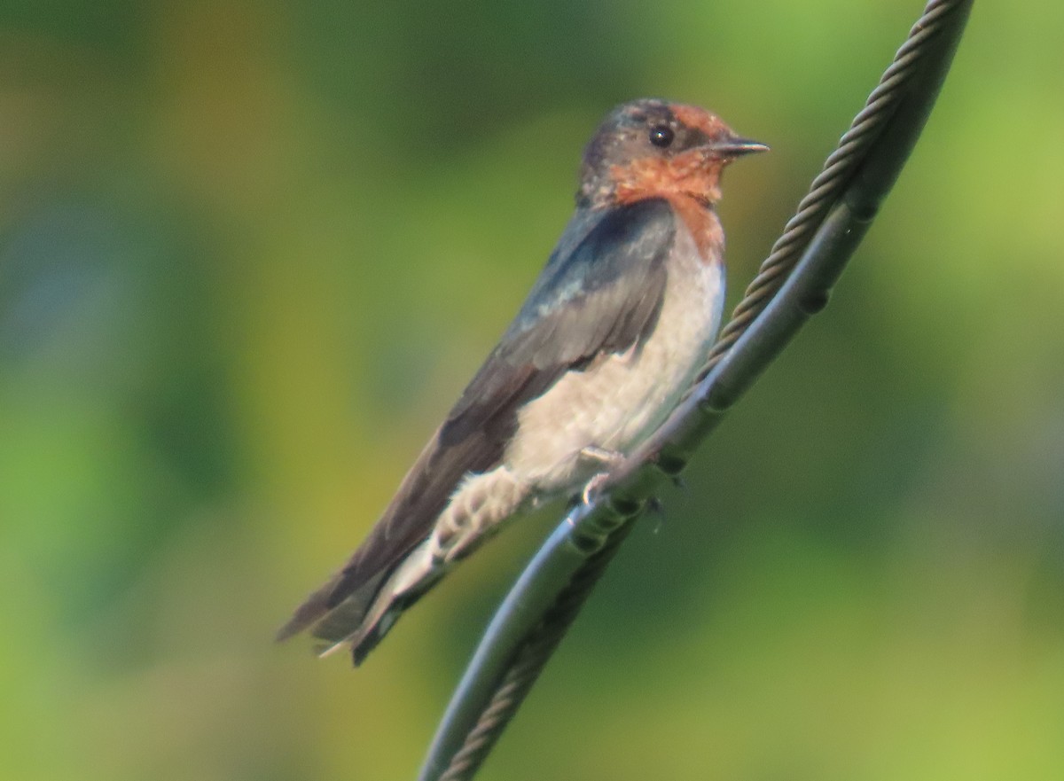 Pacific Swallow - Paul Aston