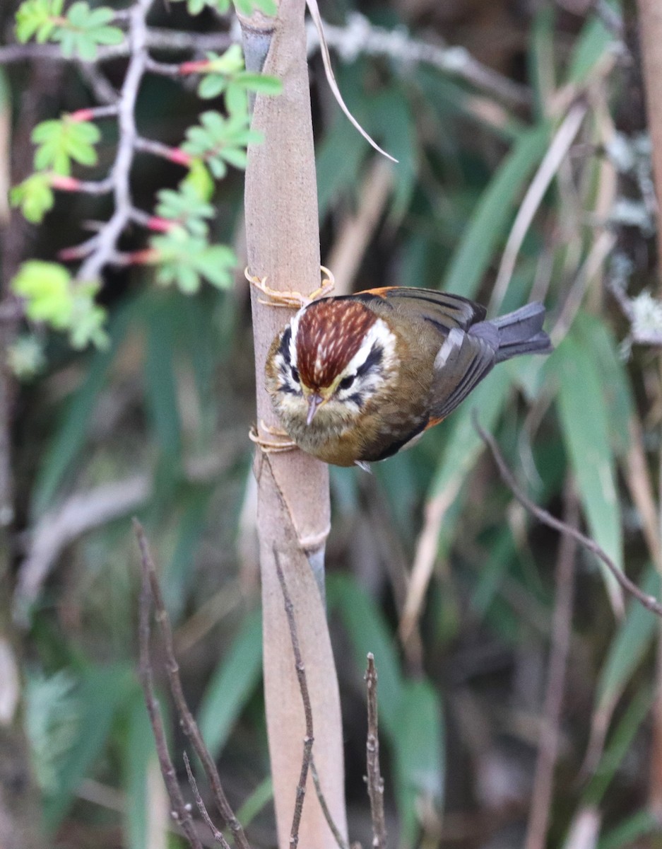 Rufous-winged Fulvetta - ML623702158