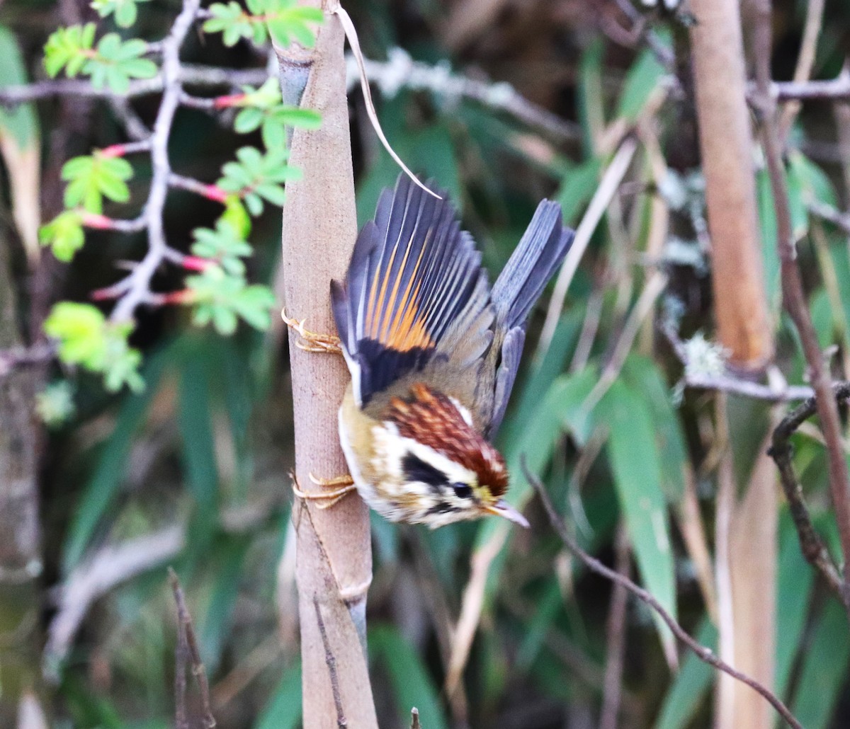 Rufous-winged Fulvetta - ML623702160