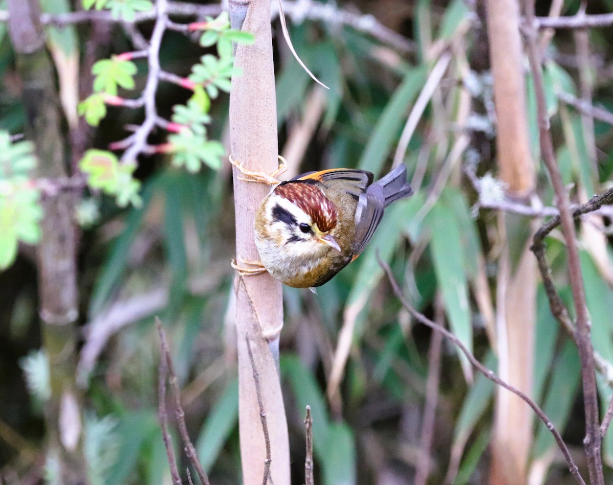 Rufous-winged Fulvetta - ML623702161