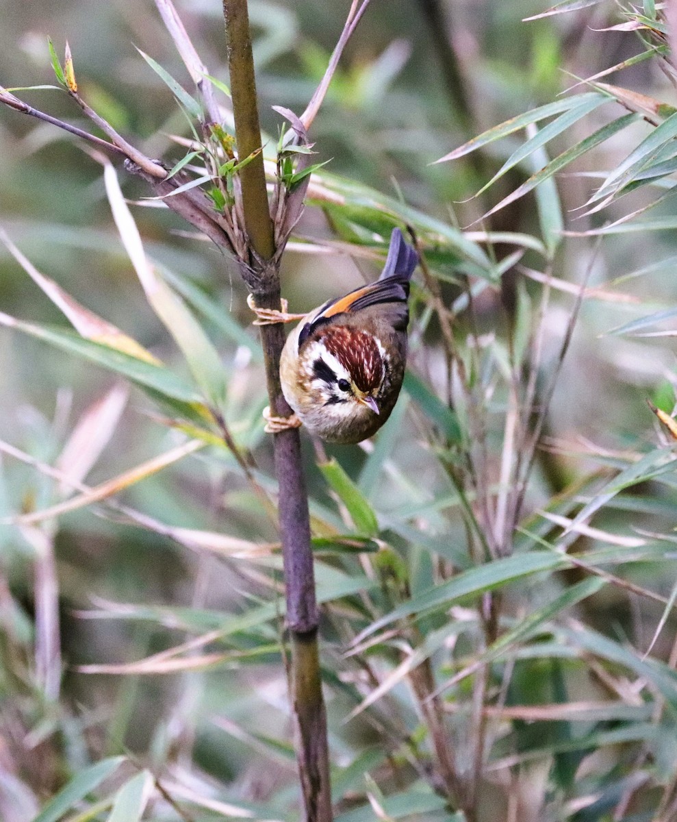 Rufous-winged Fulvetta - ML623702162