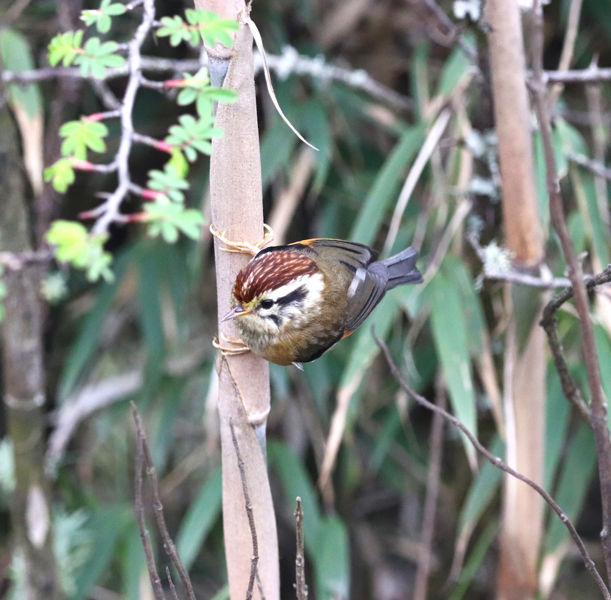 Rufous-winged Fulvetta - ML623702163