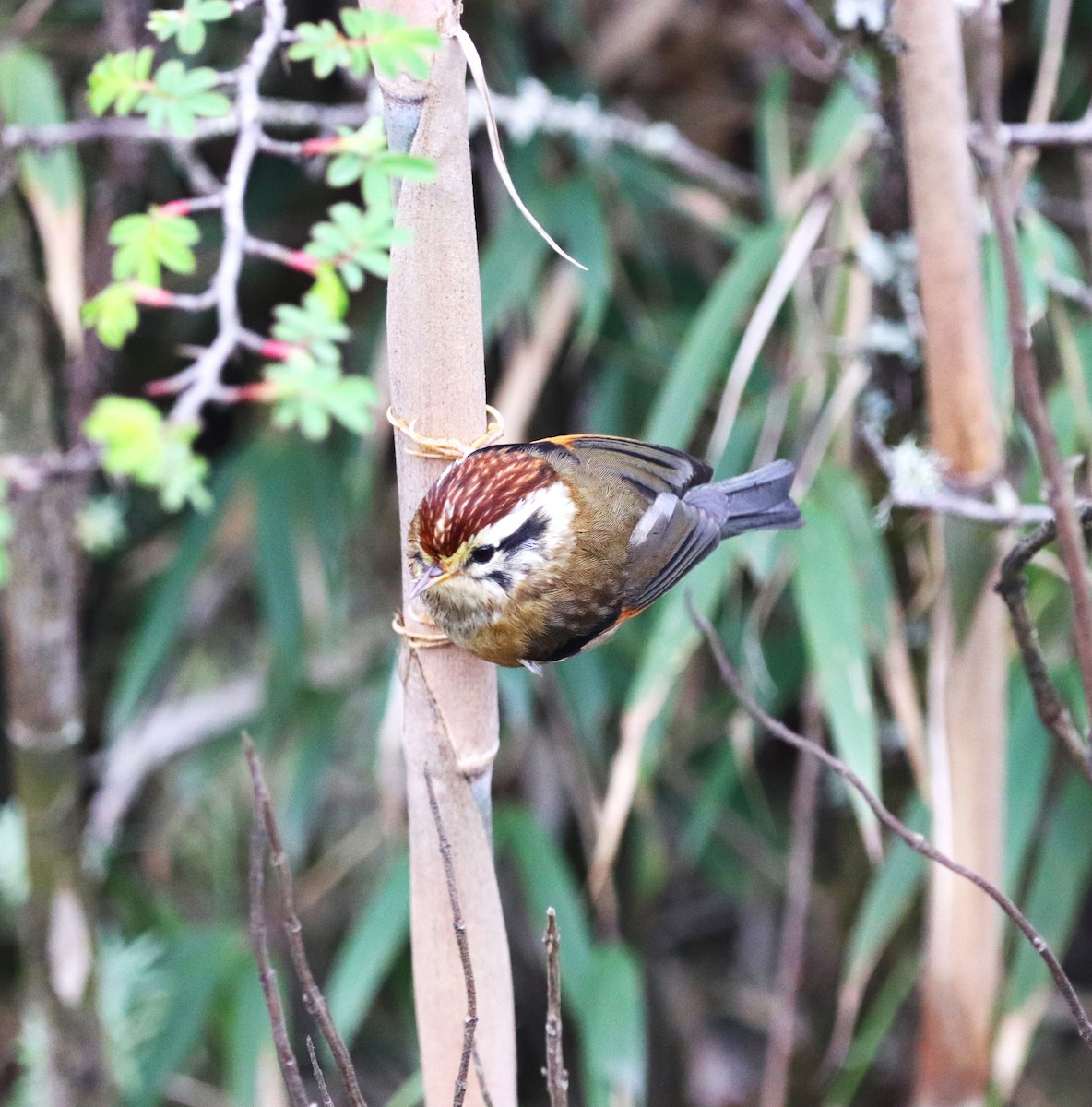 Rufous-winged Fulvetta - ML623702164