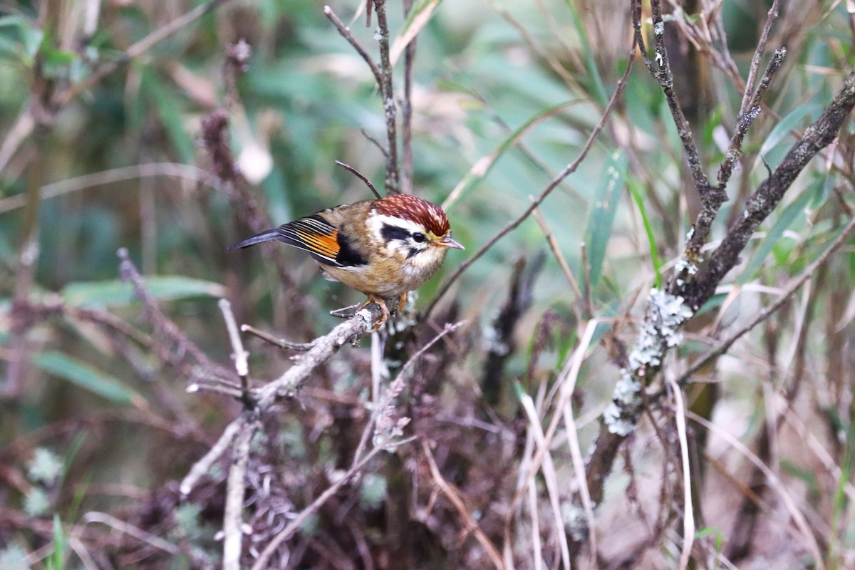 Rufous-winged Fulvetta - ML623702165