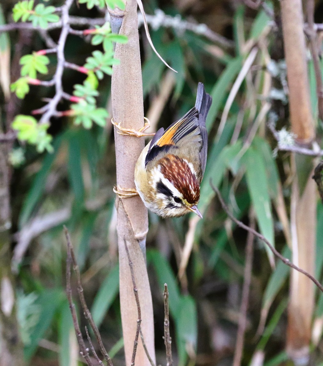 Rufous-winged Fulvetta - ML623702166