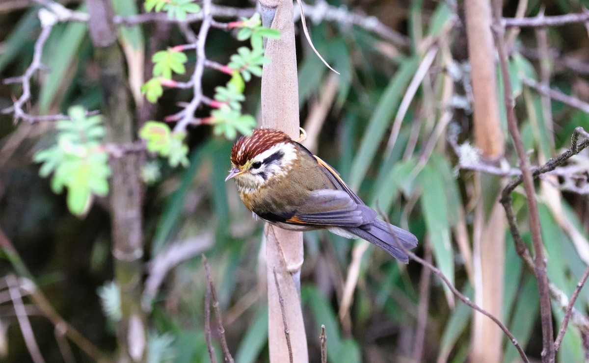 Rufous-winged Fulvetta - ML623702168