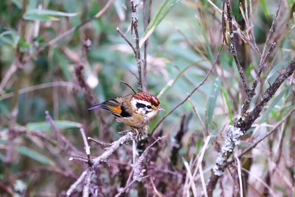 Rufous-winged Fulvetta - ML623702170