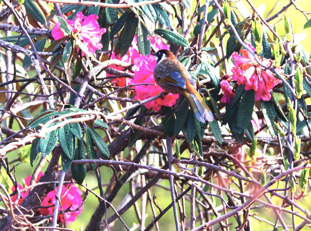 Black-faced Laughingthrush - ML623702187