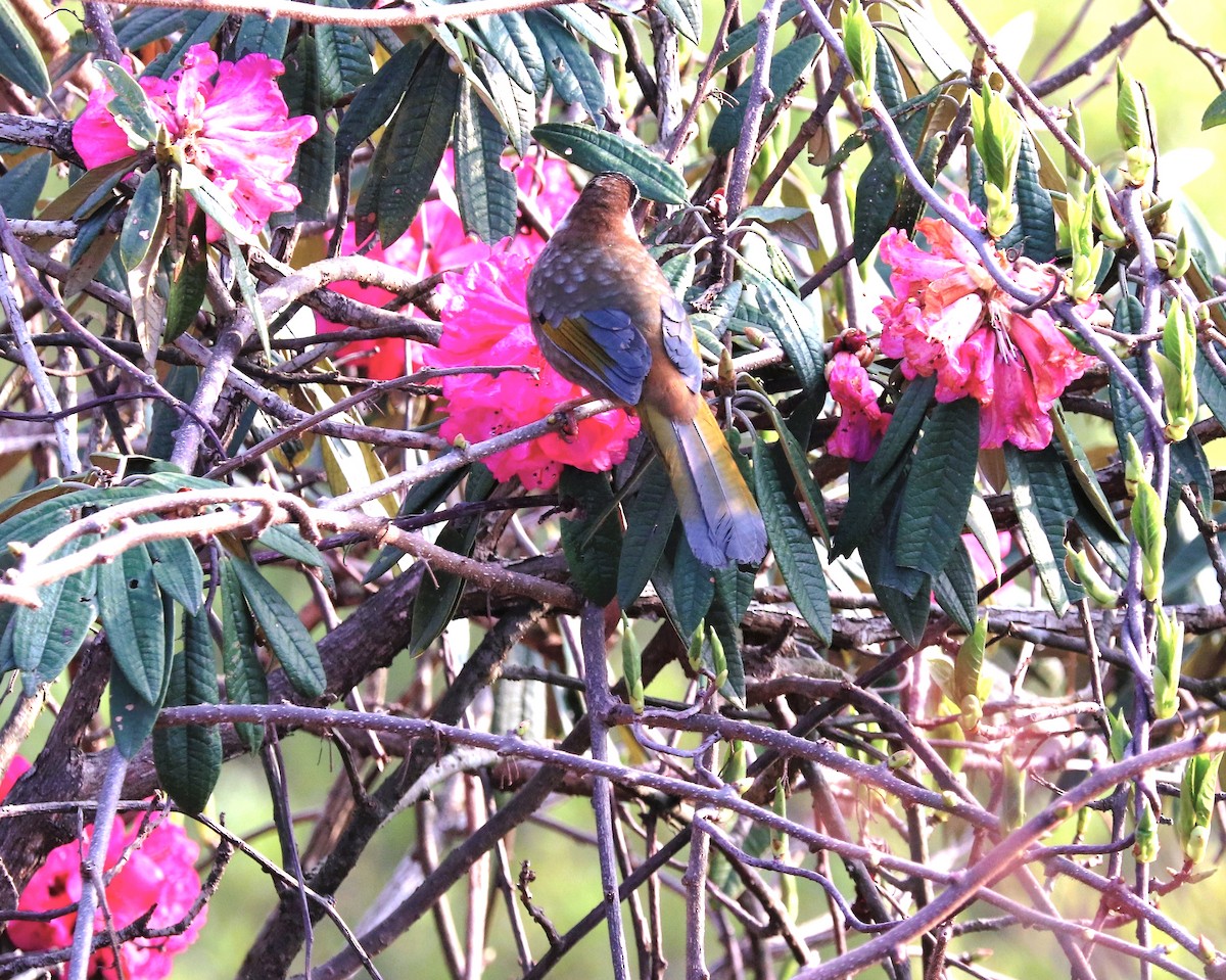 Black-faced Laughingthrush - ML623702188