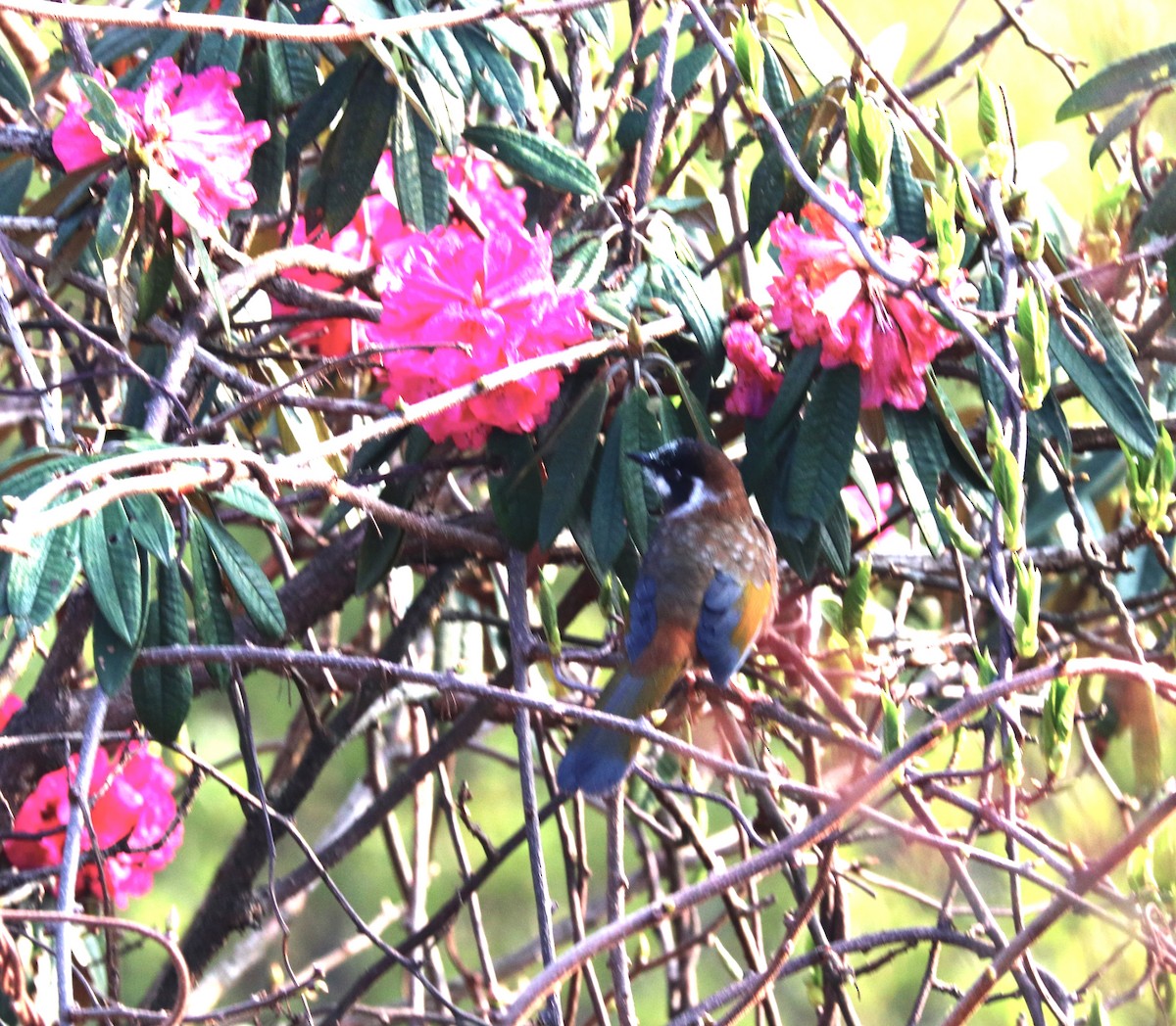 Black-faced Laughingthrush - ML623702189