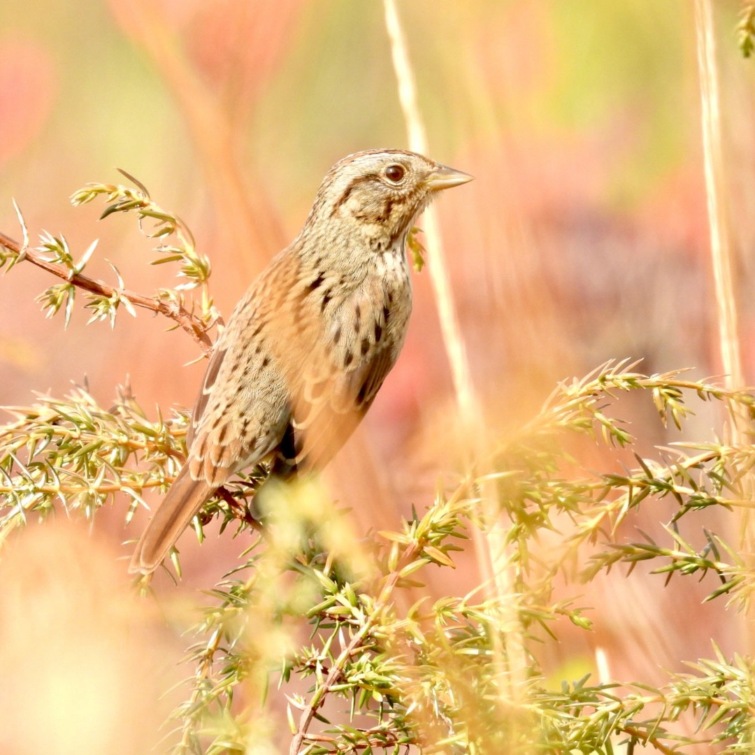 Lincoln's Sparrow - ML623702194