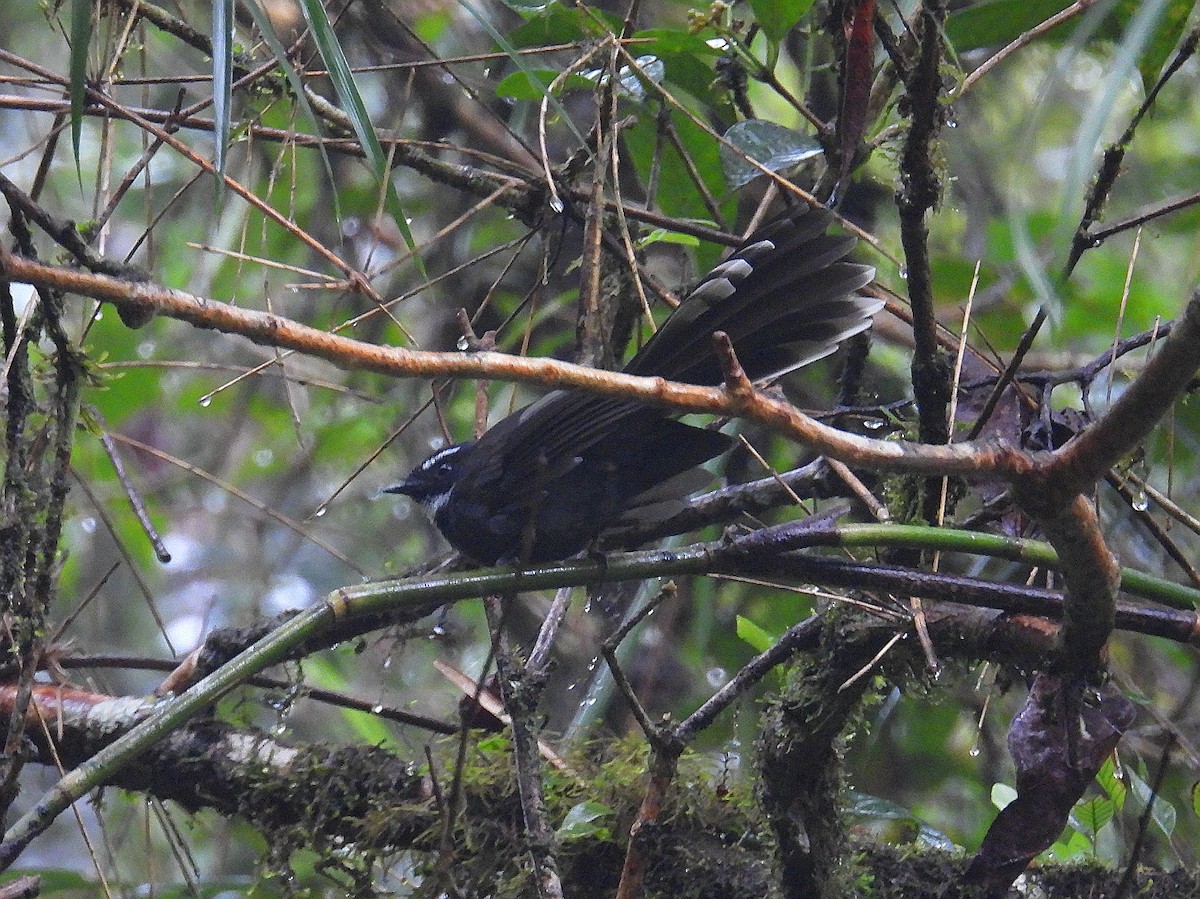 White-throated Fantail - ML623702227