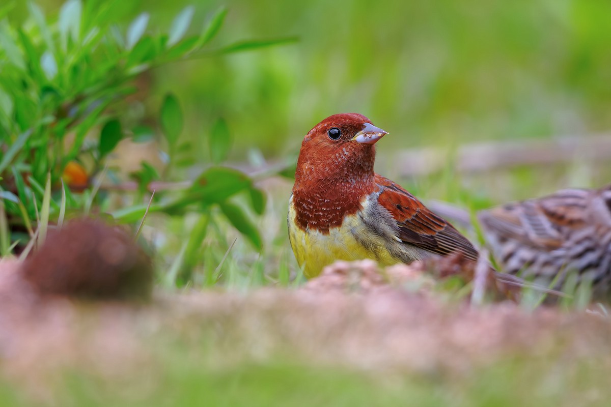 Chestnut Bunting - ML623702230