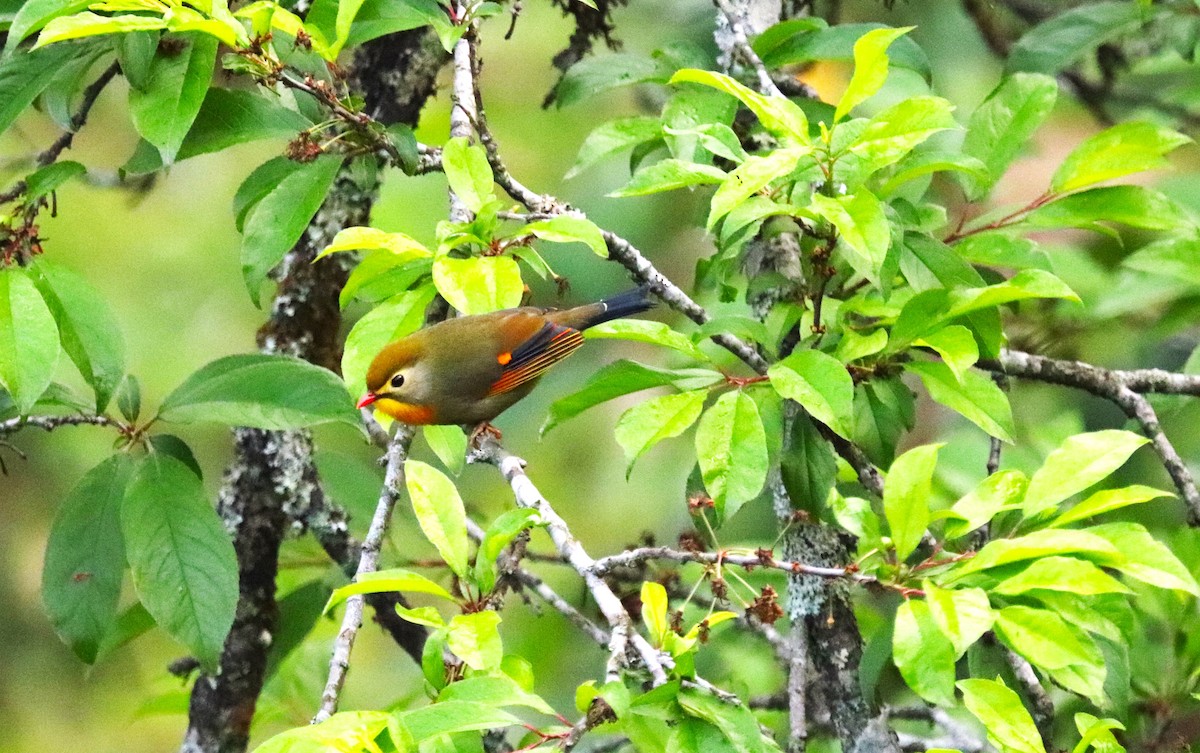 Red-billed Leiothrix - ML623702239