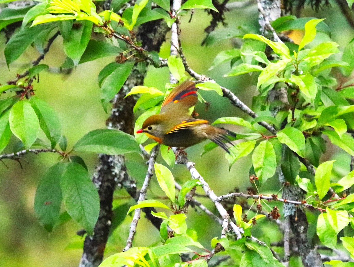 Red-billed Leiothrix - ML623702240