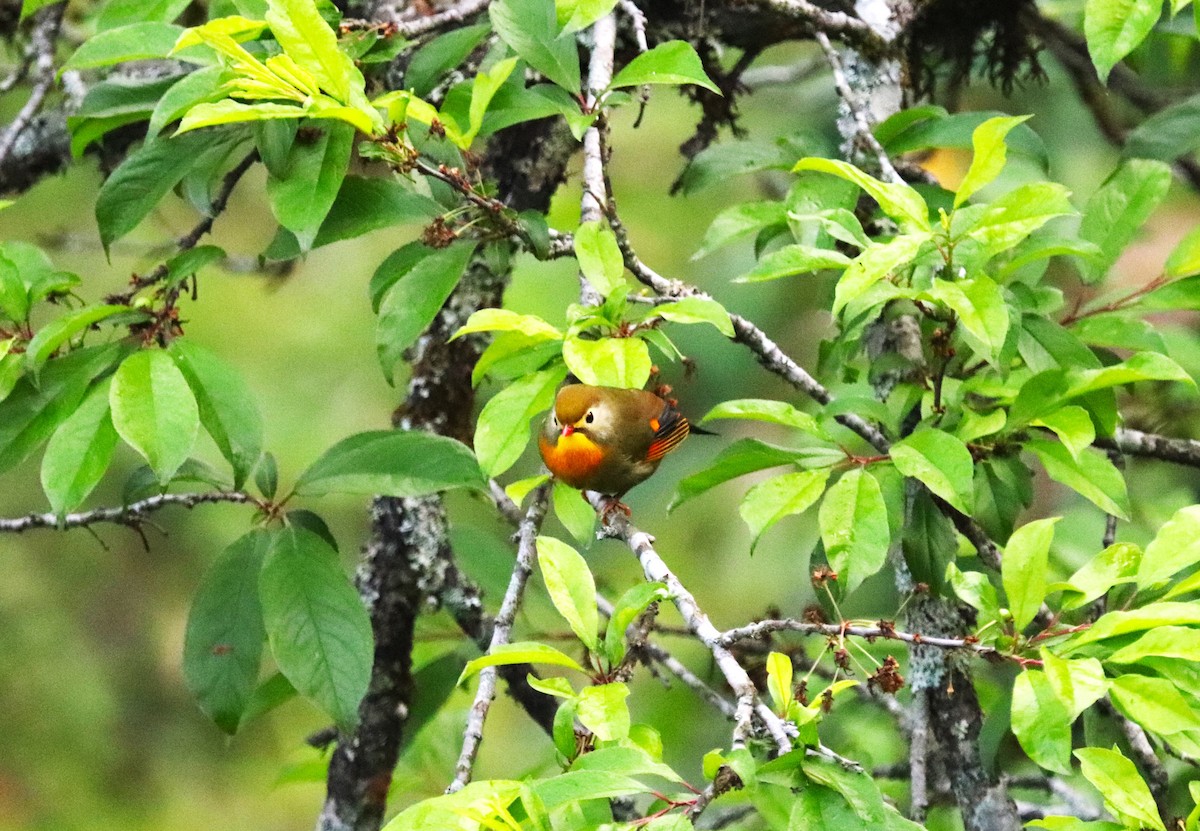 Red-billed Leiothrix - ML623702243