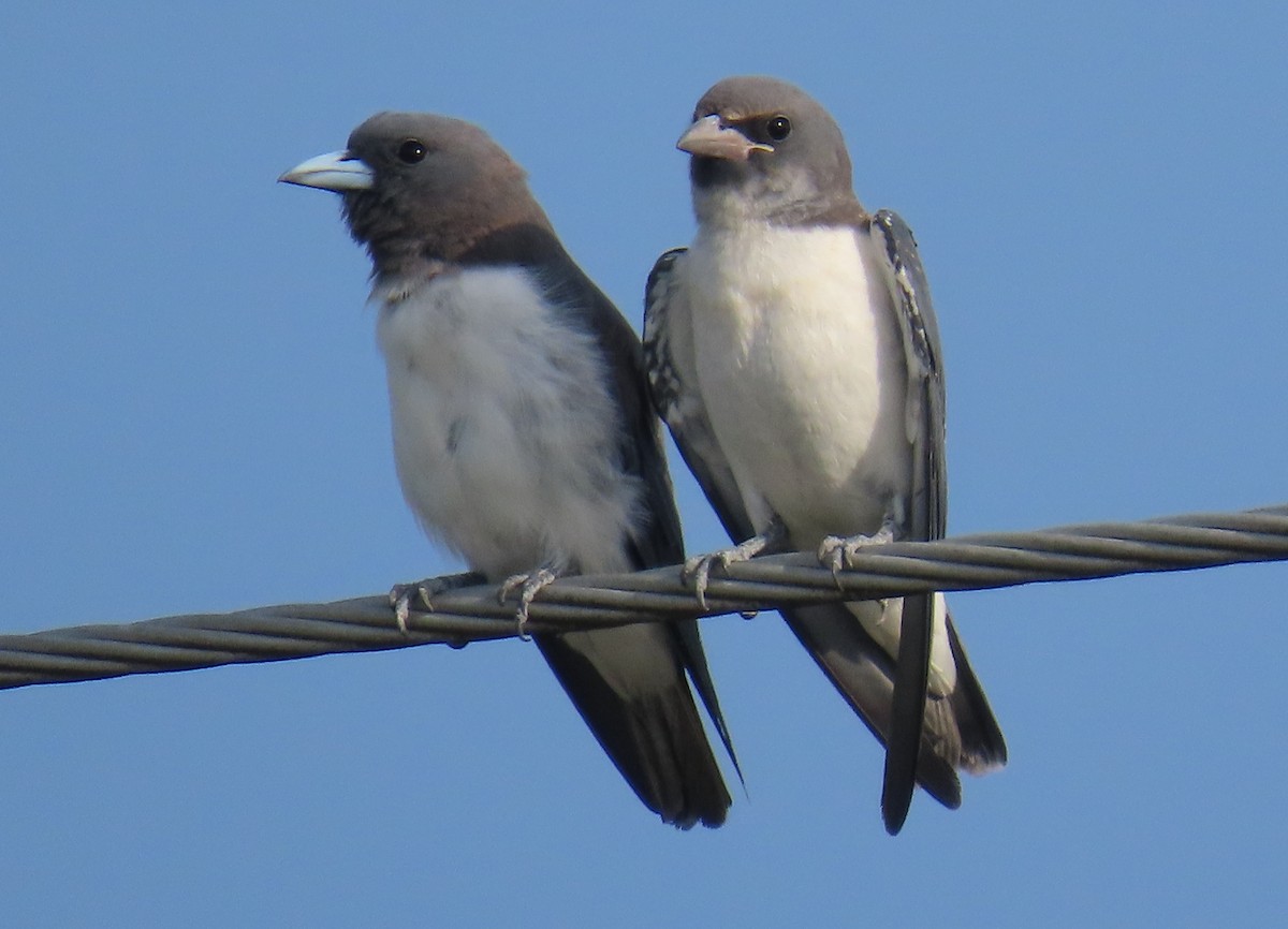 White-breasted Woodswallow - ML623702244