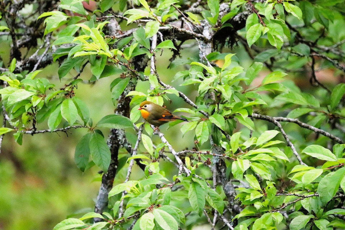 Red-billed Leiothrix - ML623702246