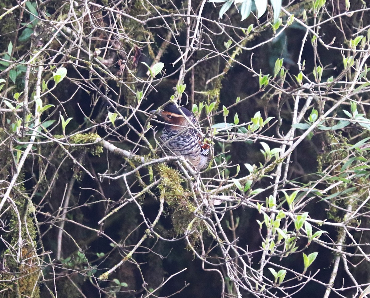 Spotted Laughingthrush - Sunil Zaveri