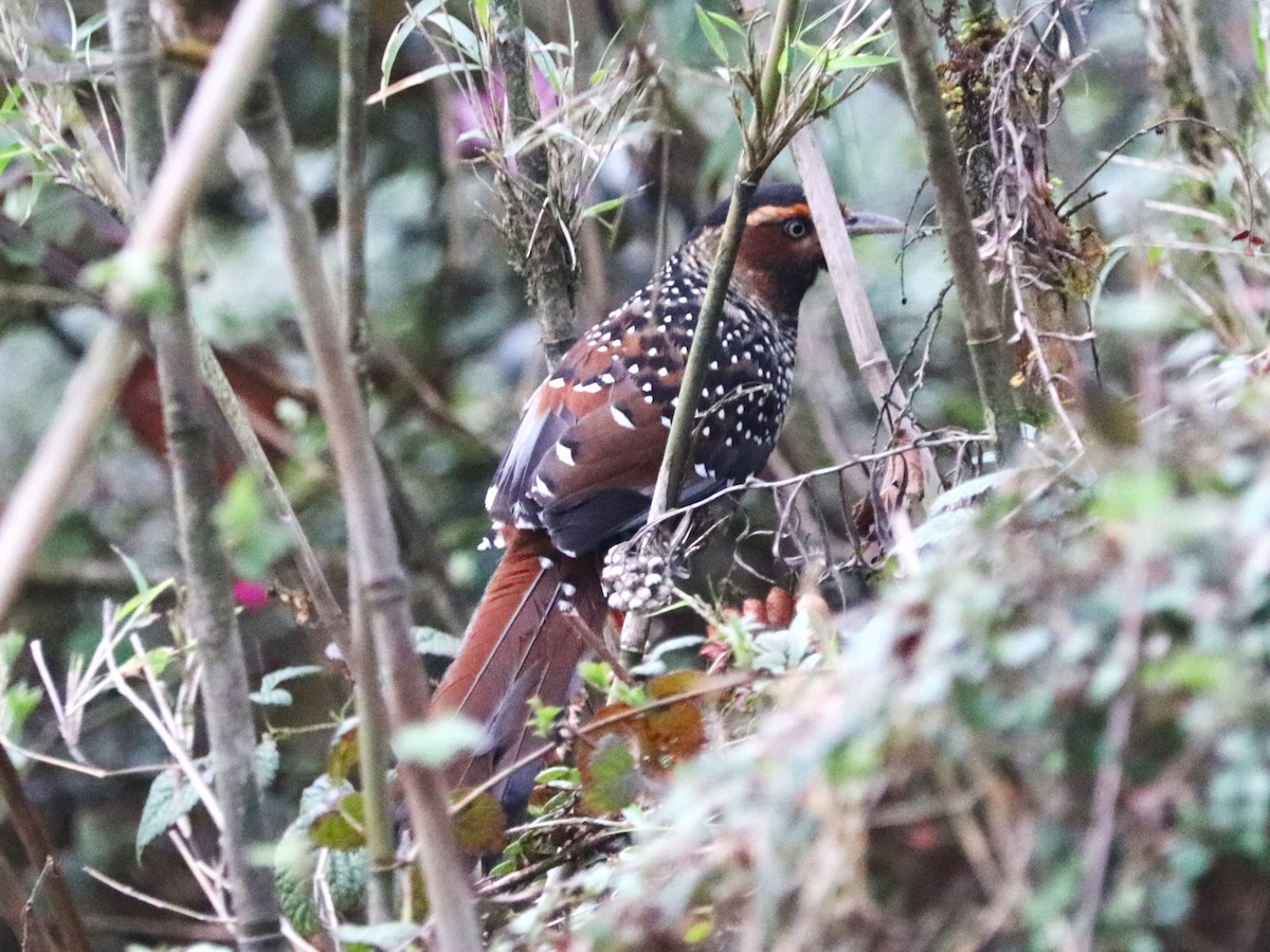 Spotted Laughingthrush - Sunil Zaveri