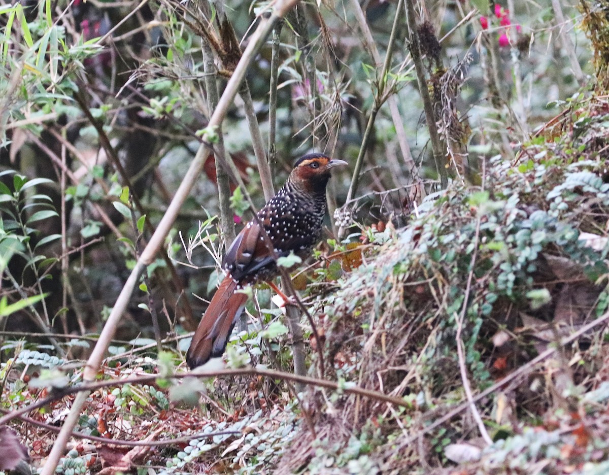 Spotted Laughingthrush - Sunil Zaveri