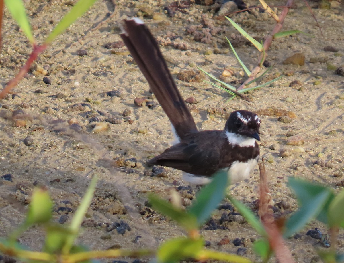 Philippine Pied-Fantail - ML623702296