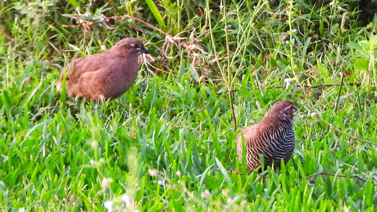 Rock Bush-Quail - ML623702298