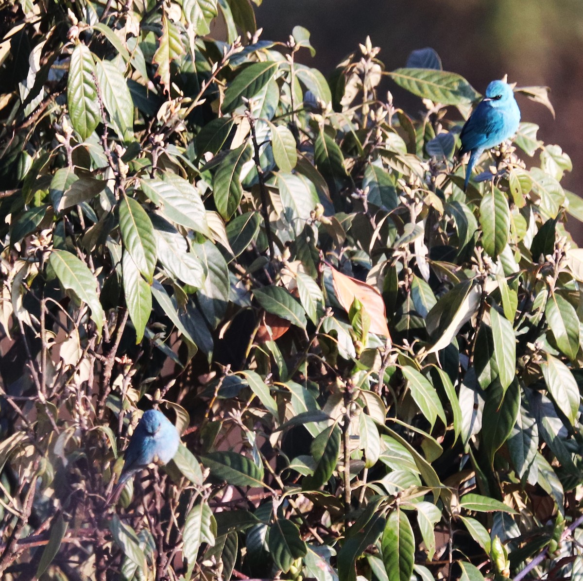 Verditer Flycatcher - ML623702300