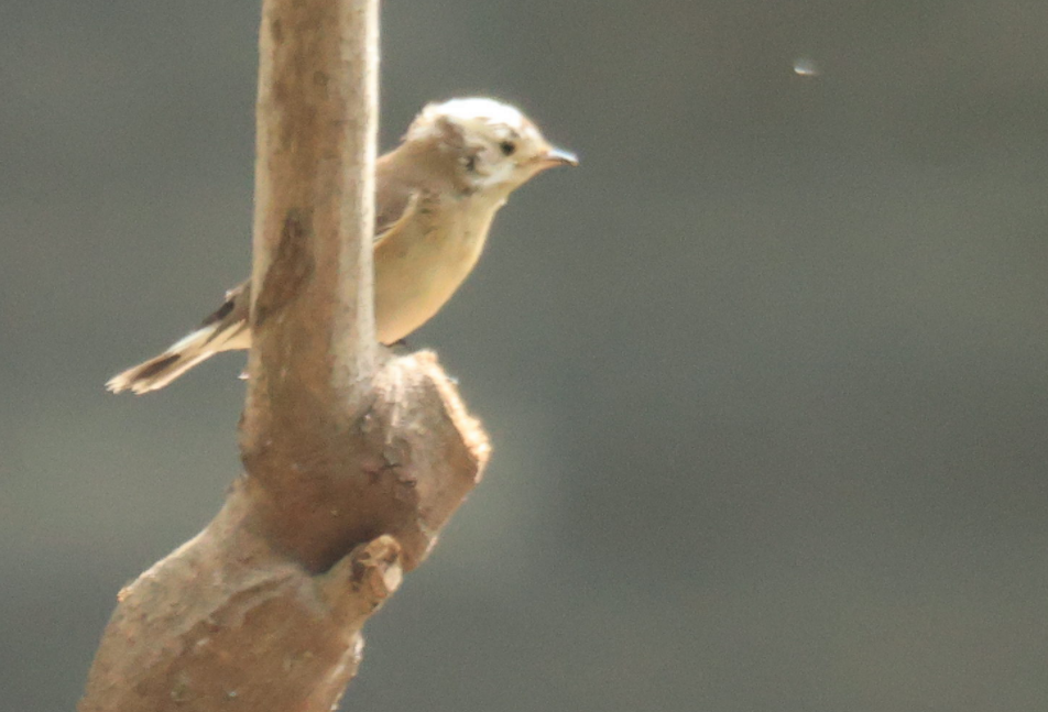 Taiga Flycatcher - ML623702305