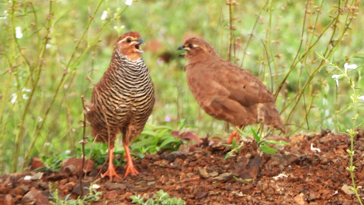 Rock Bush-Quail - ML623702321