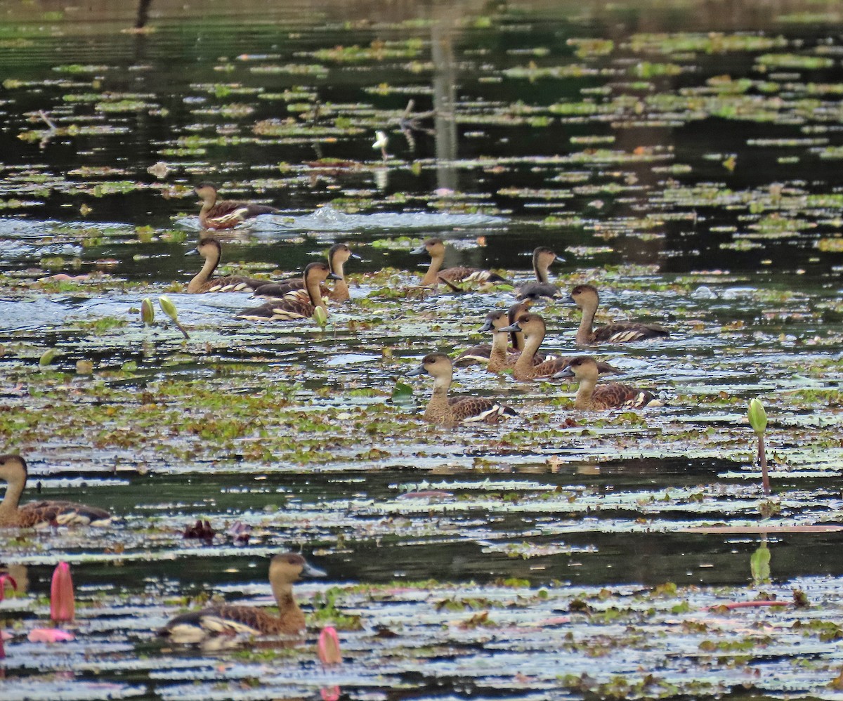 Wandering Whistling-Duck - Peter Leth